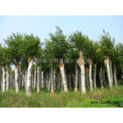 低價供應(yīng) 紅葉李 各種規(guī)格都有