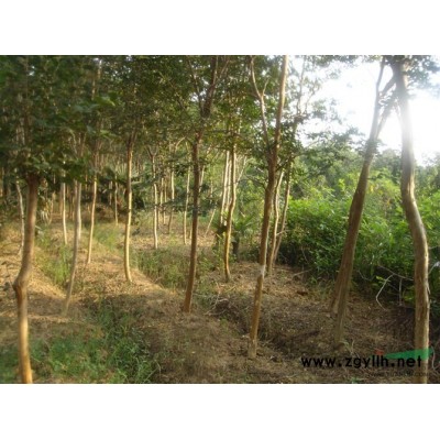 紅葉李 10公分，80以上分枝點(diǎn)