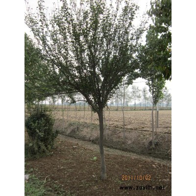 各種玉蘭、金葉小葉女貞、欒樹(shù)、紫薇、紅葉李