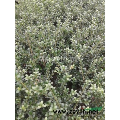 供應紅葉李、湖南紅葉李基地、湖南紅葉李價格