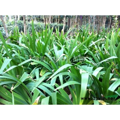 供應紅葉碧桃、紅葉李、梅花 、綠萼梅