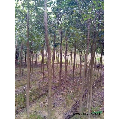 供應5-10厘米紅葉李紫葉李