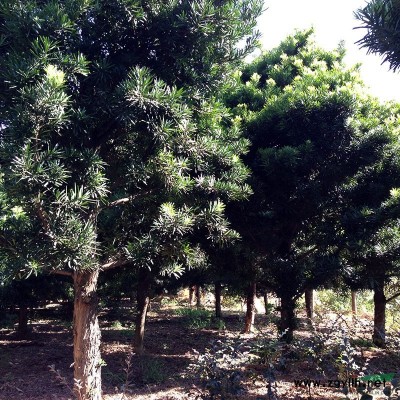 低價(jià)出售紅葉李_地徑3-5公分優(yōu)質(zhì)紅葉李