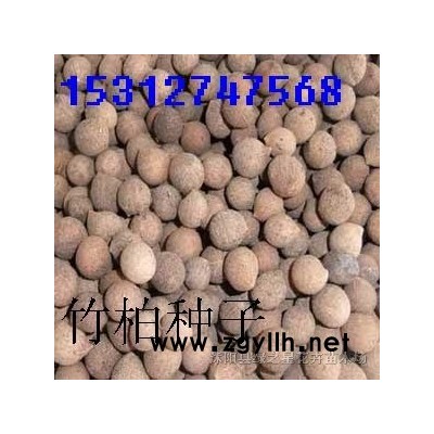 紅王子錦帶/紅瑞木/紅葉李/紅葉碧桃種子和小苗