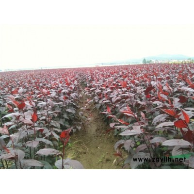 密枝紅葉李子苗