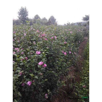 供應(yīng)花石榴.紅葉碧桃 ,紅葉李,紫葉李,南天竹,叢生桂花