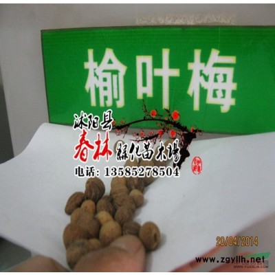 批發(fā)紅葉李小苗 紫葉李種苗 根系發(fā)達(dá) 綠化苗木 實(shí)拍圖片 *