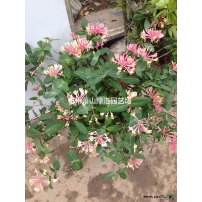 浙江省杭州市蕭山區供應紅葉李