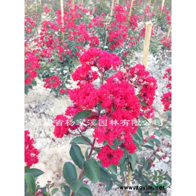 紅葉李 紫葉李 紫葉李規(guī)格* 紅葉李價格優(yōu)惠