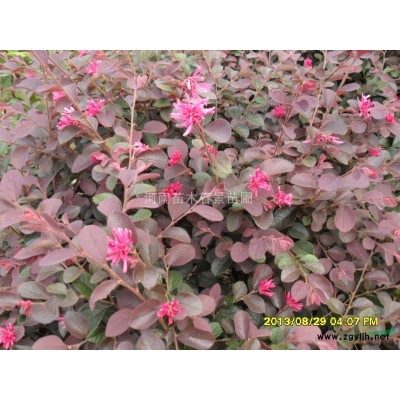 供應白玉蘭、廣玉蘭、桂花、紅葉李、石楠、法國冬青、枸骨