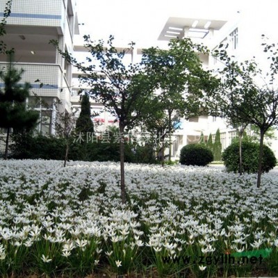 紫薇-大葉女貞-丁香-櫻花-紫葉李-紅葉李-紅葉桃-木槿