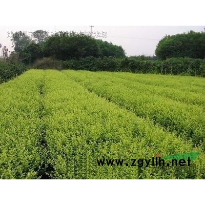 江蘇沭陽基地低價供應批發紅葉石楠、紅葉石楠球、紅葉李