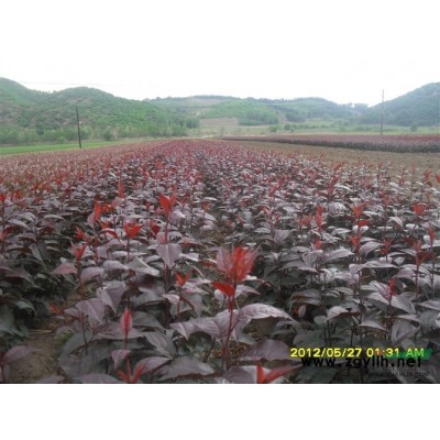 遼寧低價賣紅葉海棠苗，密枝紅葉李子苗，紅葉李小苗