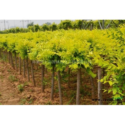 供應營養缽栽培密枝紅葉李