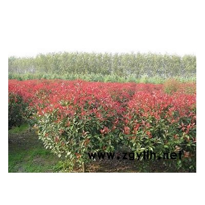 3到5公分紅葉李1萬棵