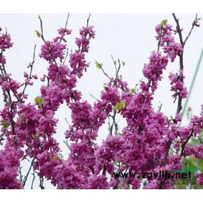 紅葉李,紫葉李供應(yīng)工程用苗，苗圃小苗