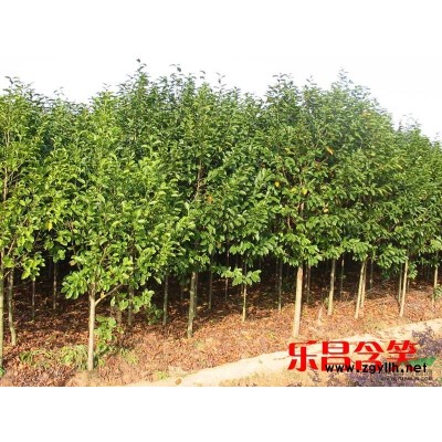 供應(yīng) 紅葉李