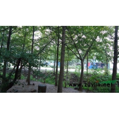 紅葉李 紫葉李種子