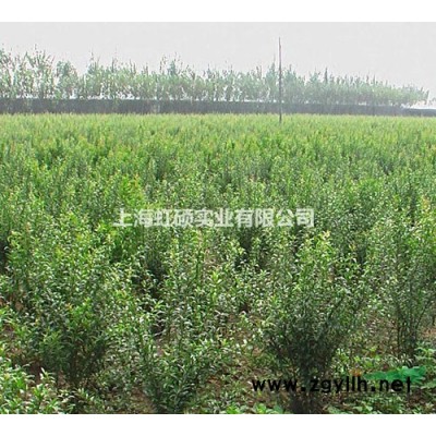 紅葉李價格行情，紅葉李種植基地-上海虹碩實業