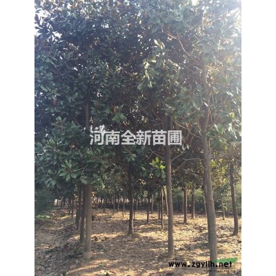 供應6公分以下紅葉李