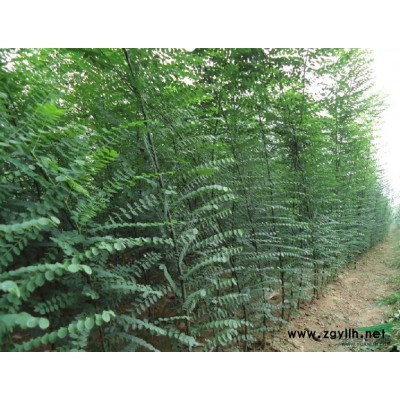 山東山東紅葉李介紹