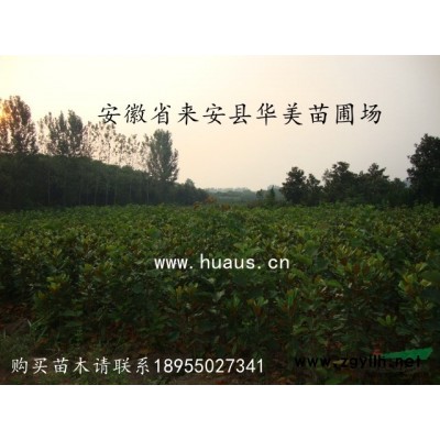 紅葉李 紫葉李 安徽紅葉李