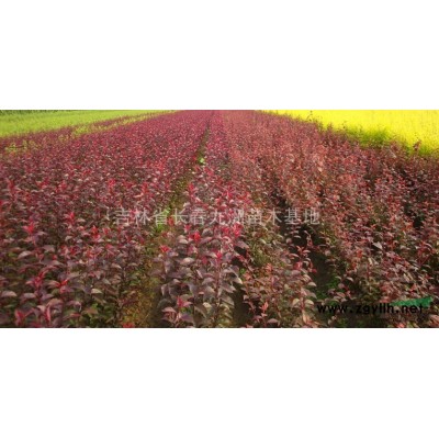 新疆出售果樹苗、烏魯木齊紅葉李、大量批發(fā)紫葉稠李苗