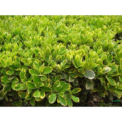 叢生紅葉李 四川紅葉李