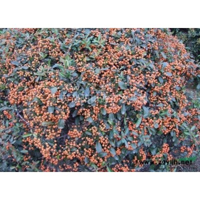 紫葉李 紅葉李 紫葉李*新價格 江蘇紫葉李