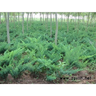 龍柏、黑松、北京檜、蜀檜、紅葉李、紫葉桃