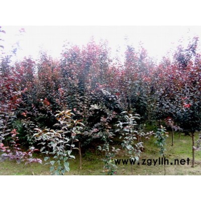 紫葉李(紅葉李)