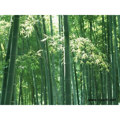 西府海棠、紫薇、櫻花、紫荊、紅葉李