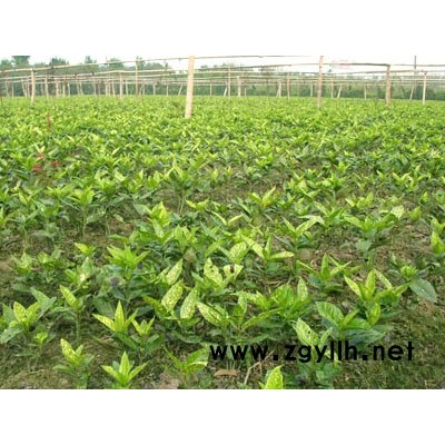 紅葉李、西湖垂柳