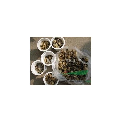 各種對(duì)個(gè)紅葉李，紫葉李，紅花繼木，紫薇等林木