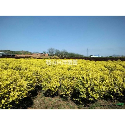 供應(yīng)東北地區(qū)紅葉李及紅葉李球。