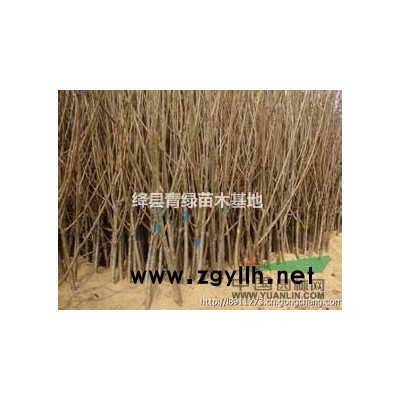 紅葉李 紅葉李價格 紅葉李批發