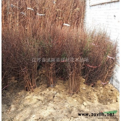 春季大甩賣：櫻花苗，紫穗槐，西府海棠苗，紅葉李苗，紅梅，國槐