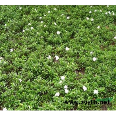 浙江紅葉李信息