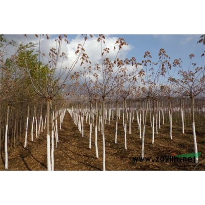 遼寧開原市紅葉李專供4-5cm