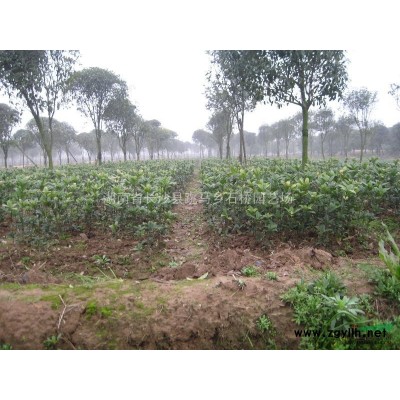 紅葉石楠,紅繼木,杜鵑,櫻花,紅葉李等