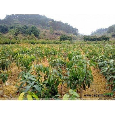 急售密枝紅葉李