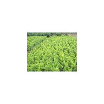 月季、黃楊、紅葉李