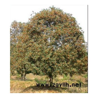 大量提供優質桂花樹