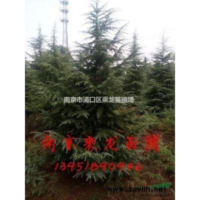 200公分桂花-200cm桂花基地長期批發