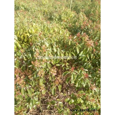 紅葉石楠米徑10公分11公分13公分14公分紅葉石楠價(jià)格12公分