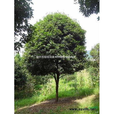 湖北紅葉石楠大杯苗