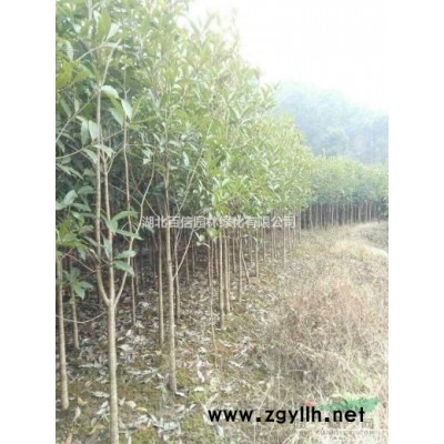 自產自銷紅葉石楠小苗0.3元湖北百信園林基地品種好易成活，價格優惠