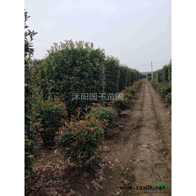 江蘇沭陽地區(qū)供應(yīng)錦帶，黃葉女貞，連翹