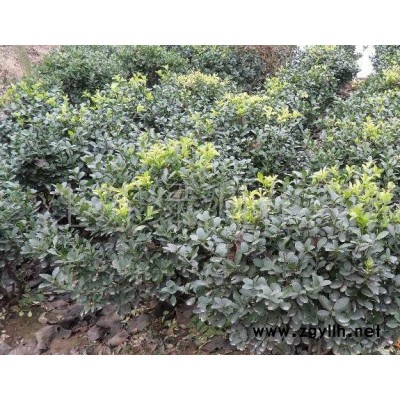 苗圃種植苗、工程用苗紅瑞木、錦帶花、連翹、迎春花