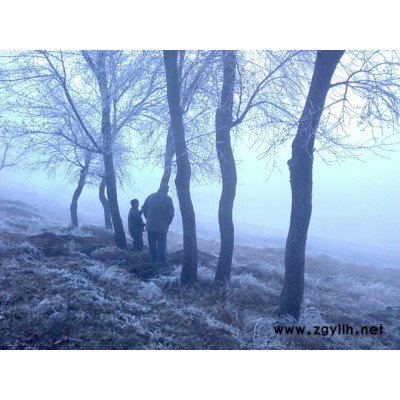 東北連翹、冷杉、云杉、樟子松，丁香。北美海棠，金葉復葉槭